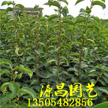 山东梨树苗哪家好泰安源昌苗圃批发