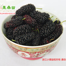 河北泊头果桑树苗,泊头桑葚树苗,泊头果桑苗基地果桑价格图片
