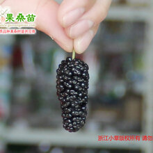 广西果桑苗基地广西桑葚果树苗批发广西果桑苗价格广西果桑苗图片
