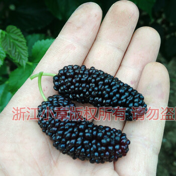 重慶桑葚采摘園,重慶果桑苗,重慶桑葚苗,重慶桑葚苗基地