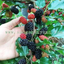 盆栽桑葚品种果桑苗,盆栽桑葚几年结果,桑葚盆栽苗图片