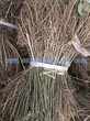 北方桑苗,抗冻桑苗,抗冻好的实生小桑苗,红皮桑树苗,0.8以上粗实生桑桑树嫁接用砧木苗图片
