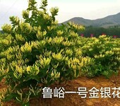 鲁峪一号金银花种苗、金银花苗木、金银花苗、金银花种苗