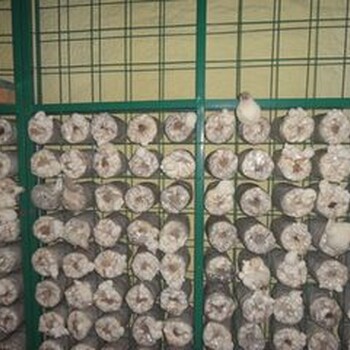 山西蘑菇网片厂家出菇房网格电焊网片祥筑直营