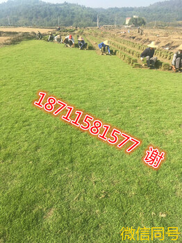 四川馬尼拉草坪-成都草坪行情-馬尼拉草皮圖片-馬尼拉草皮一平方多大
