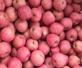 山东红富士苹果批发市场处山东哪里苹果最便宜