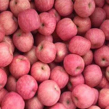 红富士苹果批发价格脆甜富士苹果种植基地