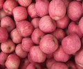 山东红富士苹果价格/现在市场上红富士苹果多少钱一斤