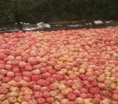 山东红富士苹果供应基地山东优质苹果种植基地大量上市