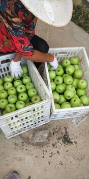 早熟苹果嘎拉苹果美八苹果新鲜苹果销售基地