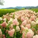 辽宁苗圃直销木绣球八仙花大花水桠木落叶灌木价格