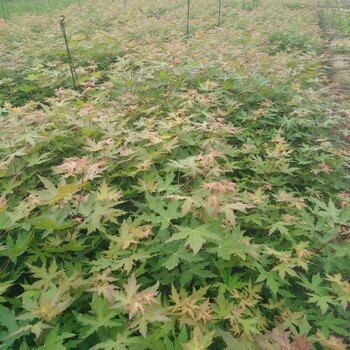 2018遼寧叢生茶條槭三角楓種子小苗價(jià)格合理