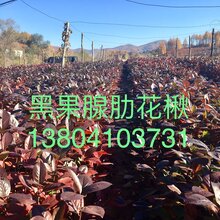 辽宁苗圃直销黑果腺肋花楸不老莓小苗价格优惠图片