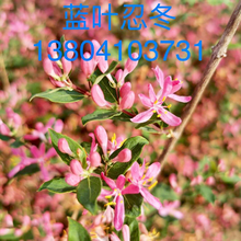 东北辽宁直销蓝叶忍冬大苗小苗价格优惠规格齐全图片
