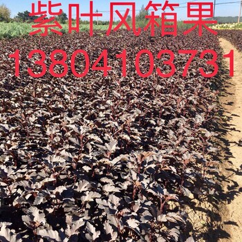 東北遼寧供應(yīng)金葉風(fēng)箱果紫葉風(fēng)箱果價格合理規(guī)格