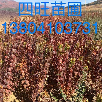 東北遼寧供應叢生三角楓茶條槭大樹小苗規(guī)格價格合理