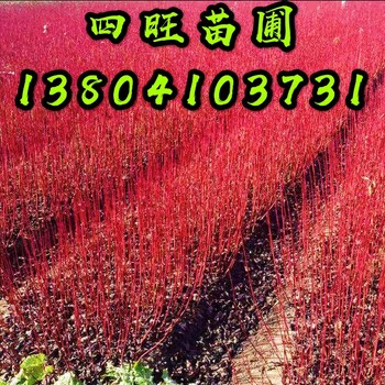 東北遼寧產(chǎn)地叢生紅瑞木大苗小苗容器苗價格優(yōu)惠