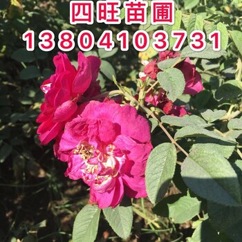 東北遼寧冷香玫瑰紅刺玫黃刺玫四季刺玫大苗小苗價格優(yōu)惠