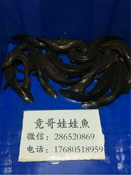 娃娃魚魚苗價格