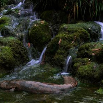 娃娃魚(yú)的營(yíng)養(yǎng)價(jià)值_娃娃魚(yú)