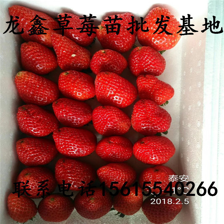 牛奶草莓苗价格、草莓苗培育中心