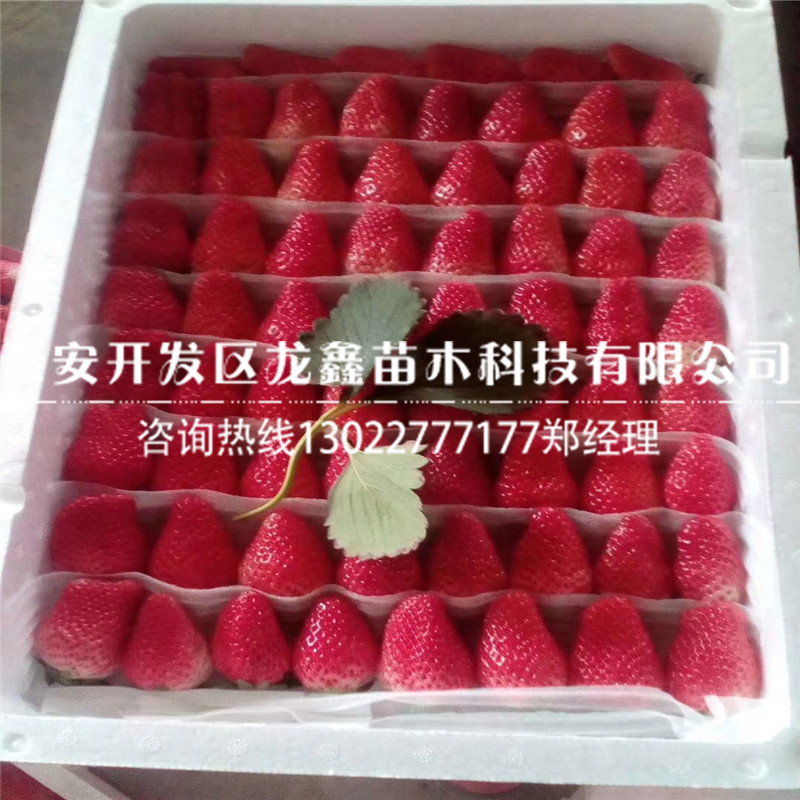 牛奶草莓苗出售基地|草莓苗品种