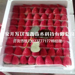 甜查理草莓苗批发价格脱毒草莓苗哪里有卖图片3