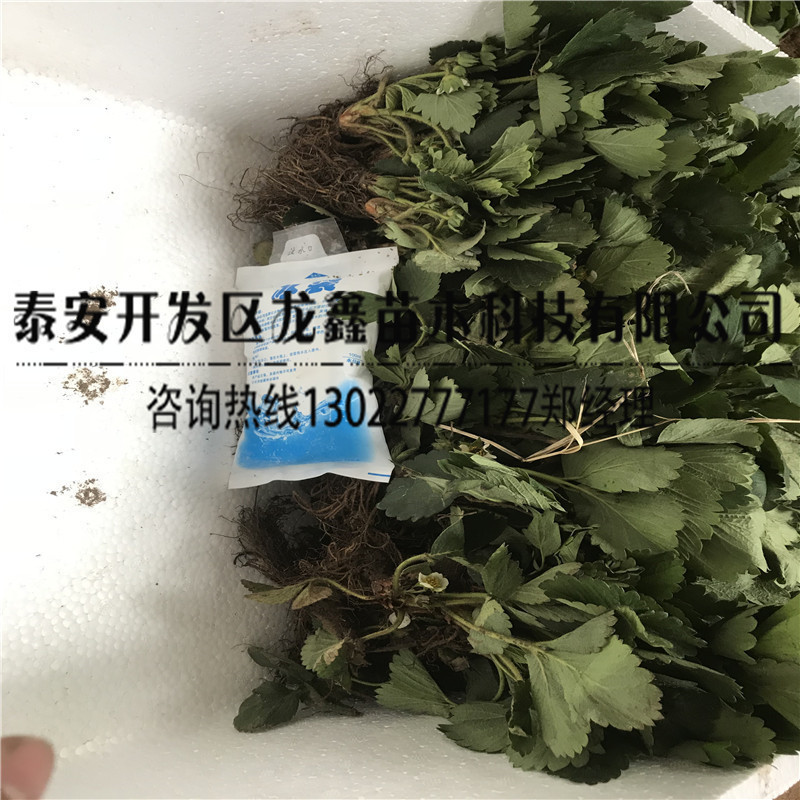 牛奶草莓苗出售基地|草莓苗品种