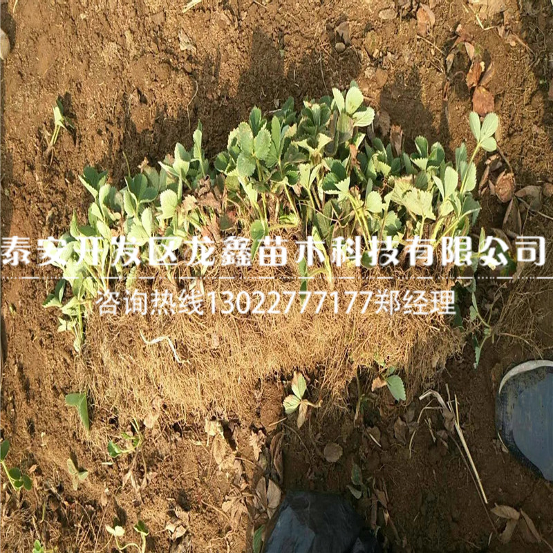 哪里有卖奶油草莓苗的|基地出售草莓苗