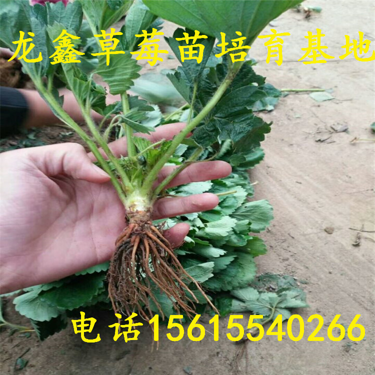 奶油草莓苗基地批发厂商