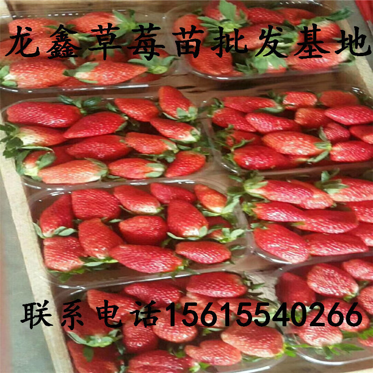 小白草莓苗基地出售厂商出售