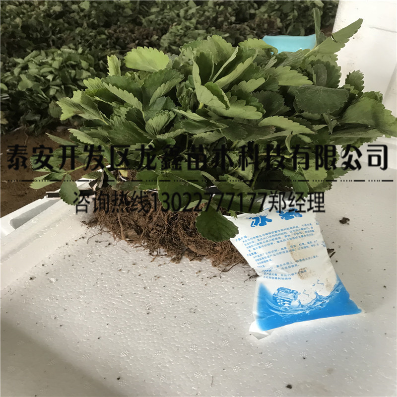 奶油草莓苗基地批发厂商