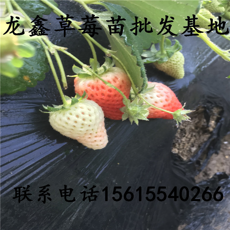 红颜草莓苗i批发价格 草莓苗行情价格