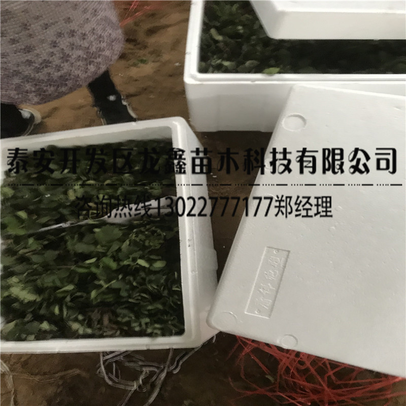 丰香草莓苗批发信息