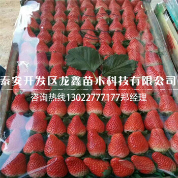 甜查理草莓苗哪里有卖的多少钱一棵代理