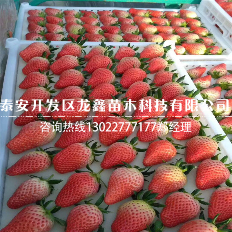 法兰地草莓苗什么价格推荐资讯