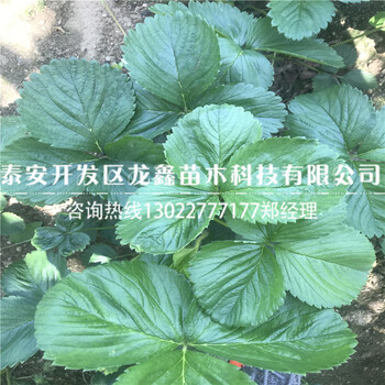 甜宝草莓苗出售基地出售草莓苗