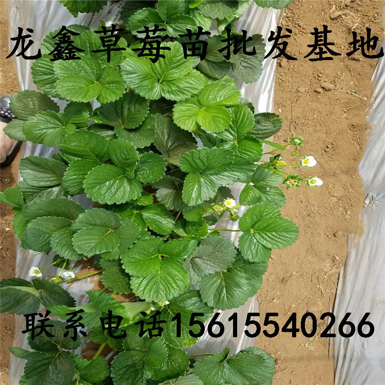 小白草莓苗基地出售排行榜