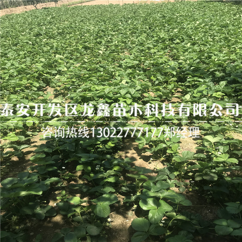 甜查理草莓苗哪里有卖的多少钱一棵代理