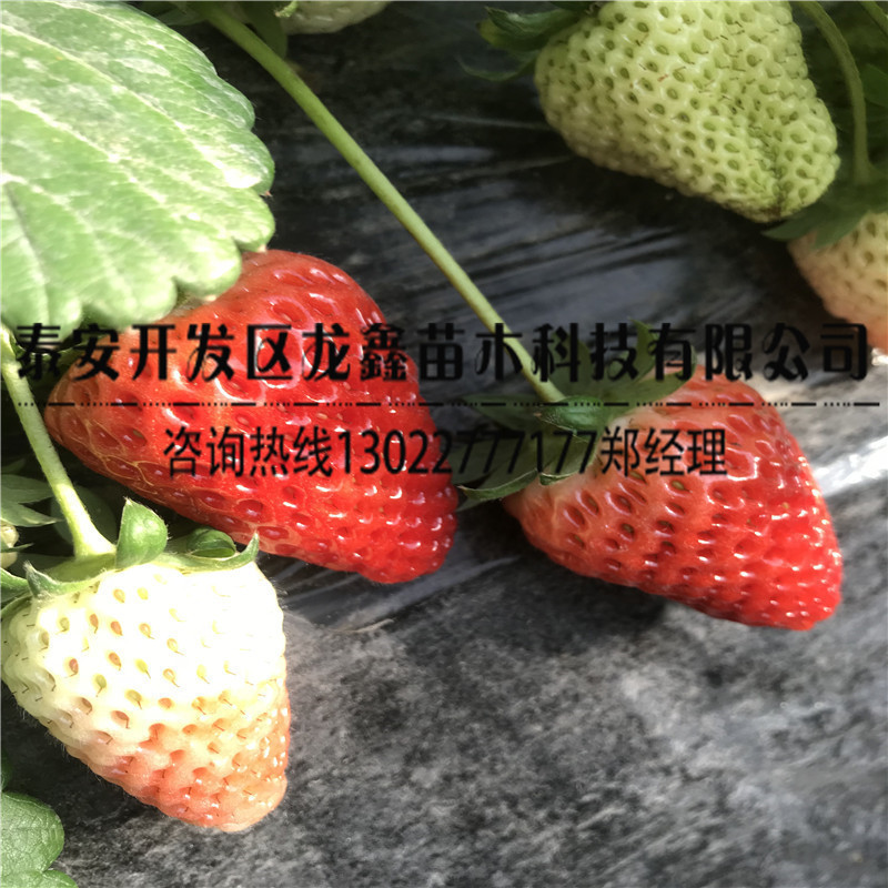 小白草莓苗基地出售推荐