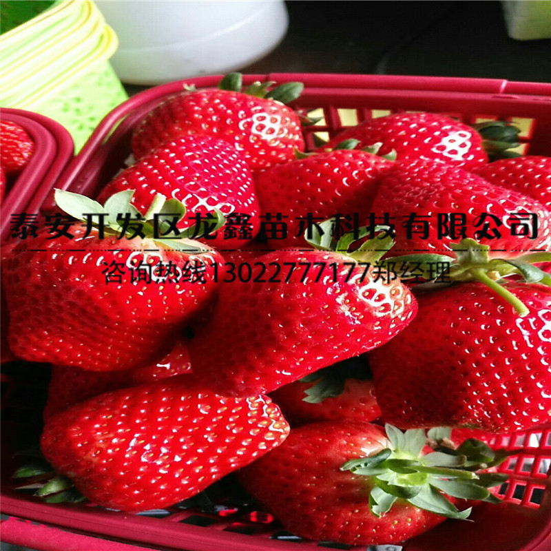 章姬草莓苗批发价格哪里有卖章姬草莓苗的供应