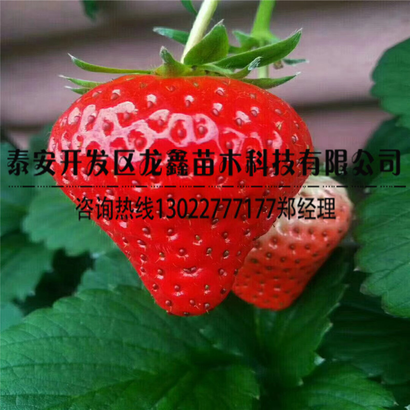 2018年草莓苗苗新品种市场价格