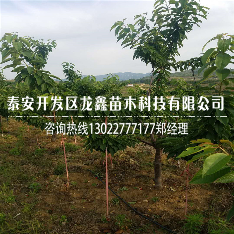 出售吉塞拉12號(hào)根系苗|信息