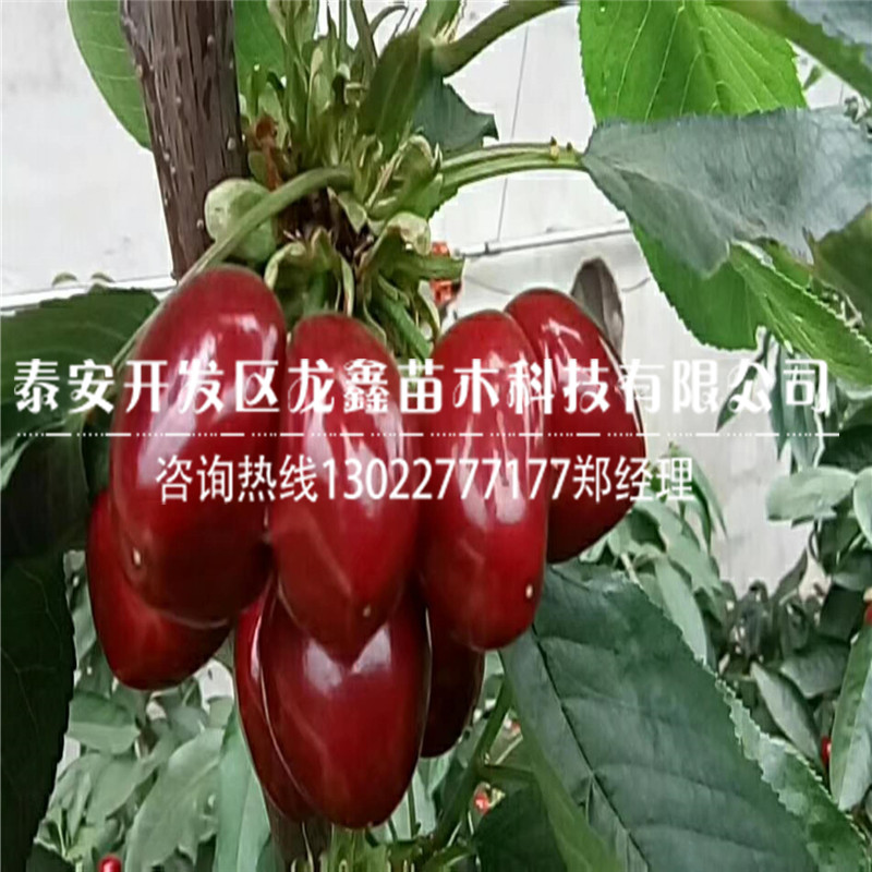 出售吉塞拉12号根系苗|经销商