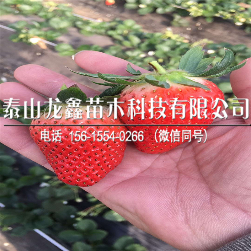 牛奶草莓苗批发行情