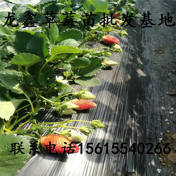價格劃算的四季草莓苗哪里買