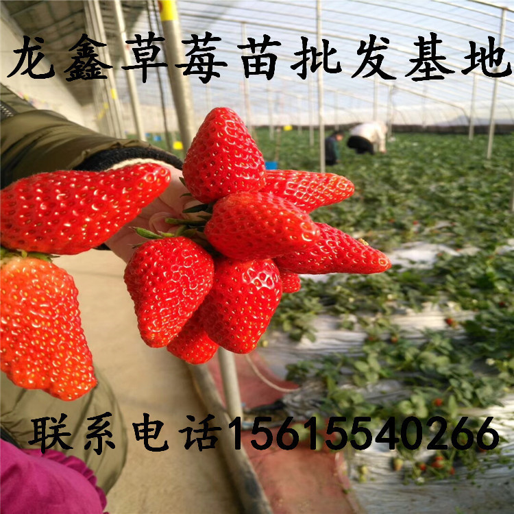 具有品牌的丰香草莓苗调价信息