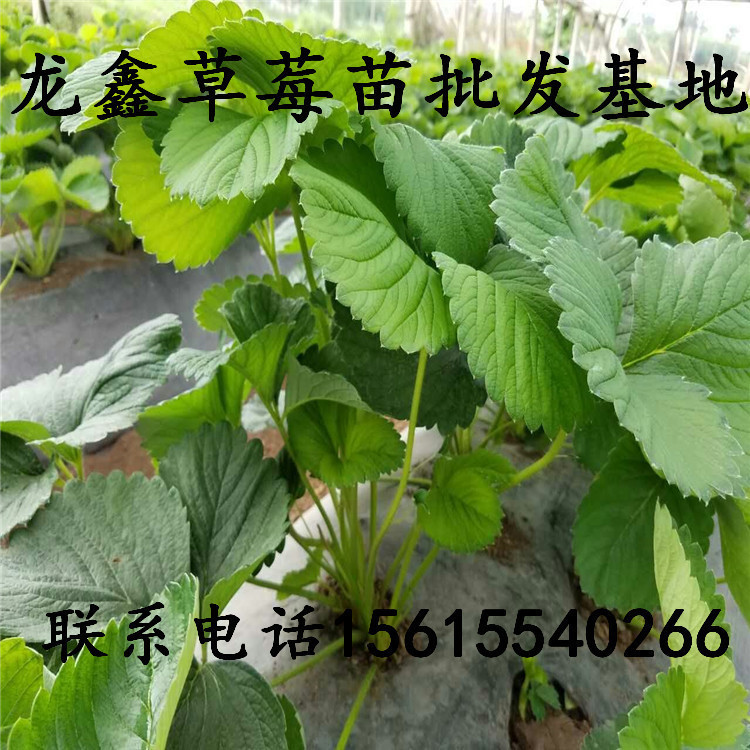 优惠的草莓苗新品种批发