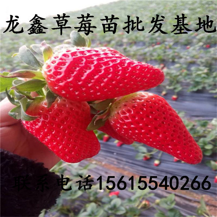 代理草莓苗基地出售