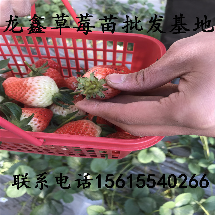 供应牛奶草莓苗销售